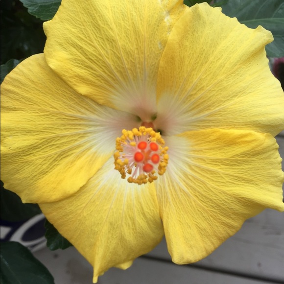 Leslie - Picture 1 of 1